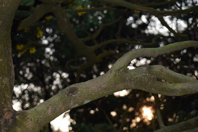 “Lão” mai khổng lồ, tỏa mùi thơm giá hơn 200 triệu - 7