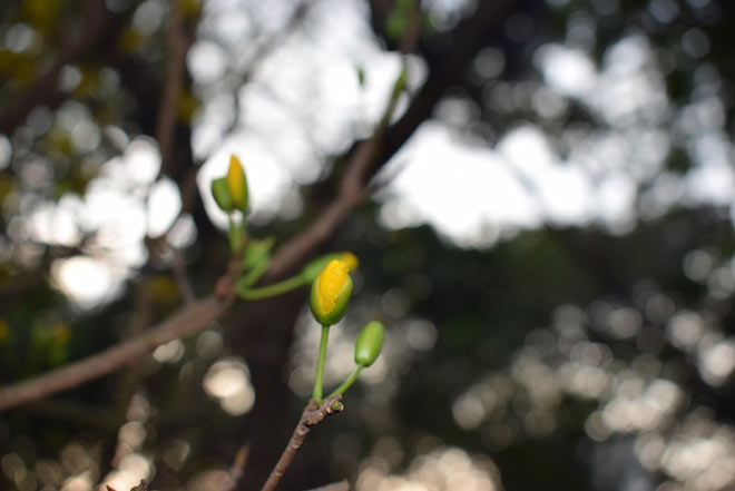 “Lão” mai khổng lồ, tỏa mùi thơm giá hơn 200 triệu - 9