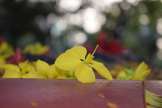 “Lão” mai khổng lồ, tỏa mùi thơm giá hơn 200 triệu - 10