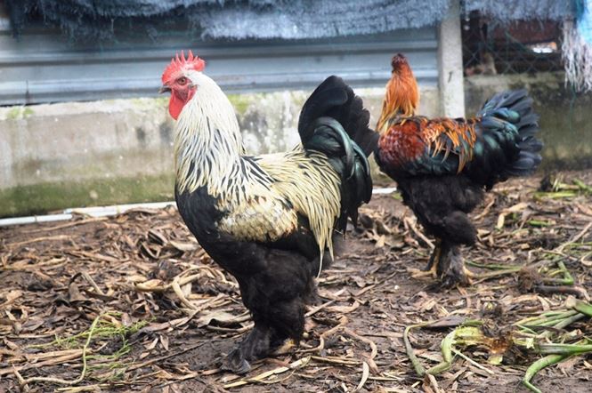 Người Sài Gòn săn 'gà kỳ lân' 5 ngón để ăn Tết - 3