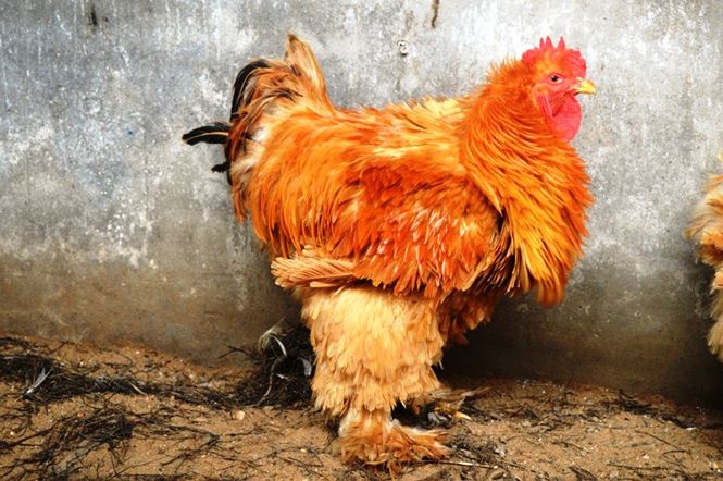 Người Sài Gòn săn 'gà kỳ lân' 5 ngón để ăn Tết - 9