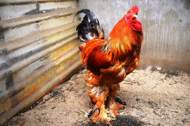 Người Sài Gòn săn 'gà kỳ lân' 5 ngón để ăn Tết - 10