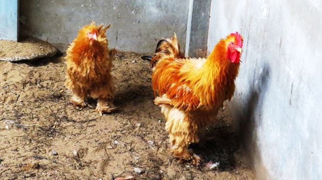 Người Sài Gòn săn 'gà kỳ lân' 5 ngón để ăn Tết - 11