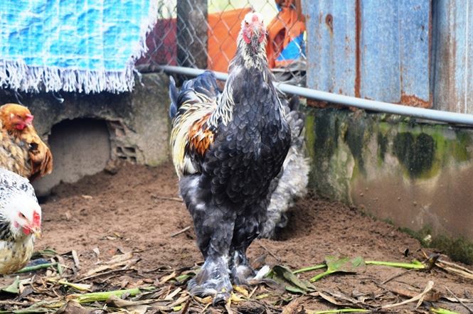 Người Sài Gòn săn 'gà kỳ lân' 5 ngón để ăn Tết - 12