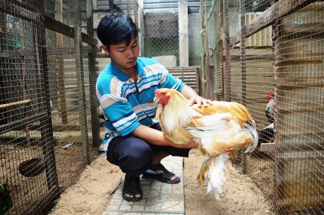 Người Sài Gòn săn 'gà kỳ lân' 5 ngón để ăn Tết - 13