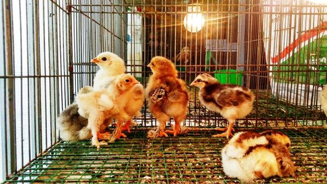 Người Sài Gòn săn 'gà kỳ lân' 5 ngón để ăn Tết - 14