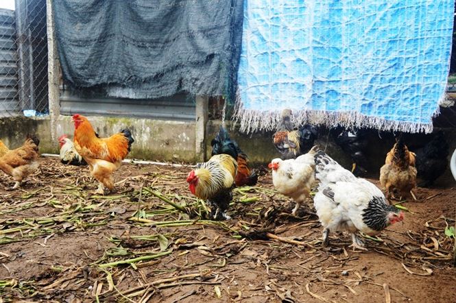 Người Sài Gòn săn 'gà kỳ lân' 5 ngón để ăn Tết - 4