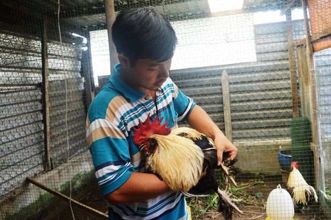 Người Sài Gòn săn 'gà kỳ lân' 5 ngón để ăn Tết - 5