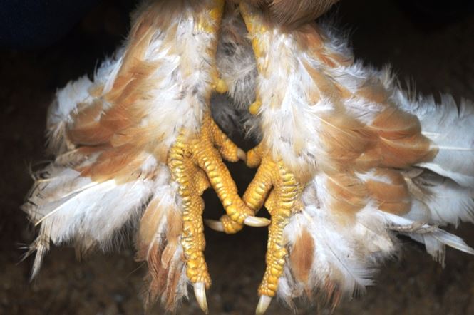 Người Sài Gòn săn 'gà kỳ lân' 5 ngón để ăn Tết - 6