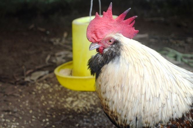 Người Sài Gòn săn 'gà kỳ lân' 5 ngón để ăn Tết - 7