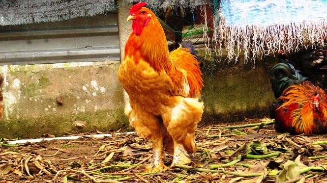 Người Sài Gòn săn 'gà kỳ lân' 5 ngón để ăn Tết - 8