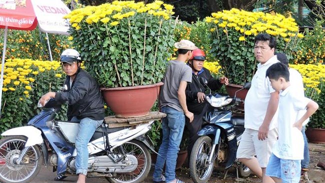 Sát Tết, nghề vận chuyển hoa kiểng lên ngôi - 4