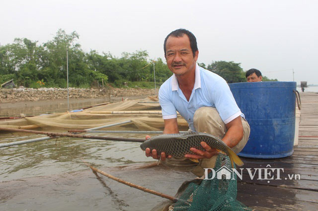 Đặc sản 29 Tết: Săn cá chép giòn “khủng” tiền triệu/con để ăn Tết - 1