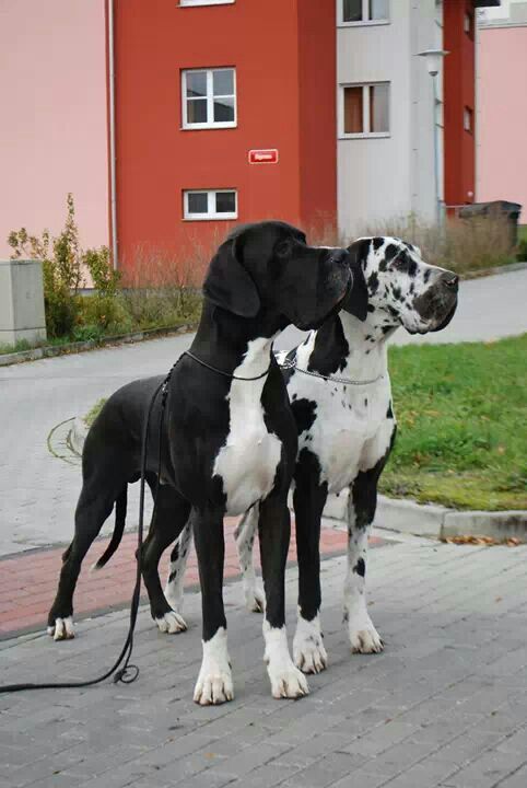 Great Dane