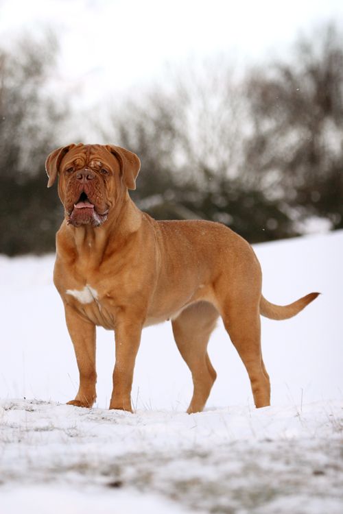 Mastiff Pháp