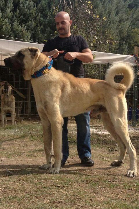 Kangal