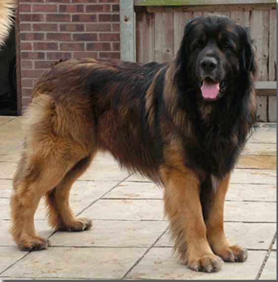 Leonberger