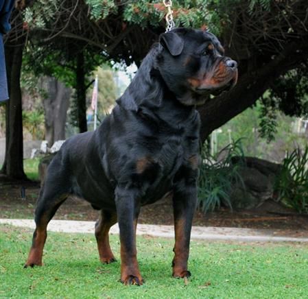 10 giống chó hung dữ nhất thế giới - 9