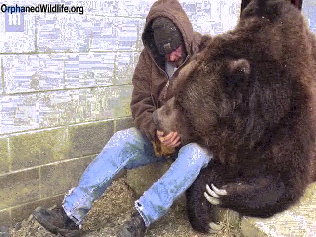 Phi thường - kỳ quặc - Vỗ về chú gấu cao 3m, nặng 6 tạ như dỗ trẻ con