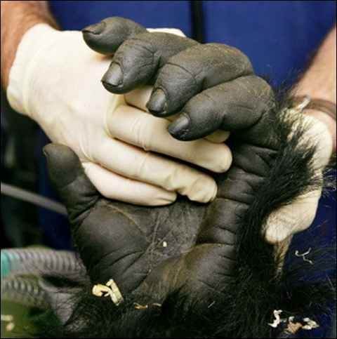 Người khỏe nhất thế giới có đánh thắng được gorilla? - 3