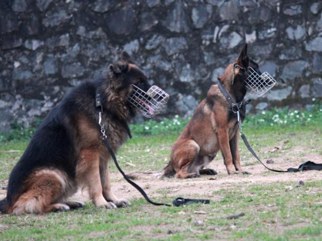 Tin tức trong ngày - Điểm mặt 5 giống chó được cảnh sát Việt Nam tuyển làm trợ thủ