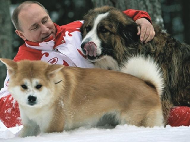 Thế giới - Nghệ thuật thuần dưỡng thú cưng của Tổng thống Putin