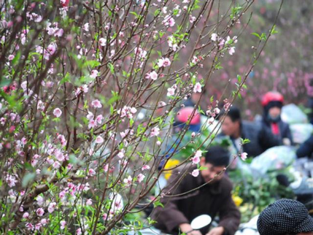 Tin tức trong ngày - Thời tiết mùng 3 Tết: Người dân cả nước du xuân trong tiết trời ấm áp