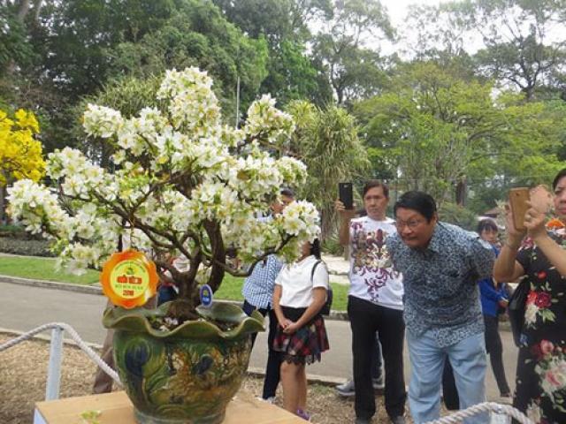 Tin tức trong ngày - Mùng 3 tết, rủ nhau đi ngắm 'kỳ hoa dị thảo' ở Sài Gòn