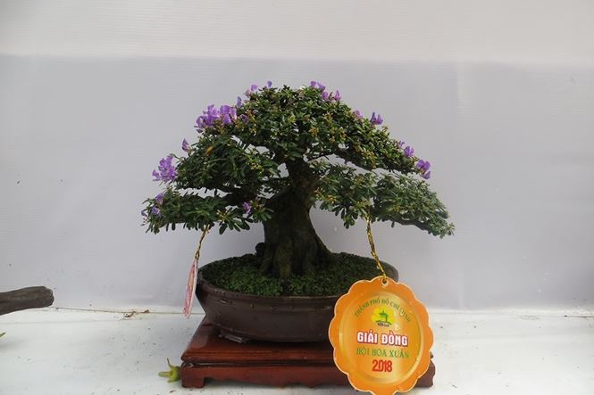 Mùng 3 tết, rủ nhau đi ngắm &#39;kỳ hoa dị thảo&#39; ở Sài Gòn - 14