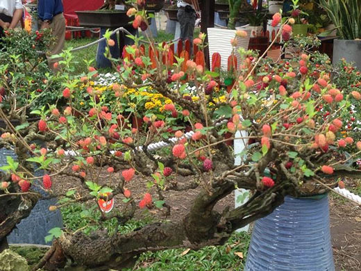 Mùng 3 tết, rủ nhau đi ngắm &#39;kỳ hoa dị thảo&#39; ở Sài Gòn - 7