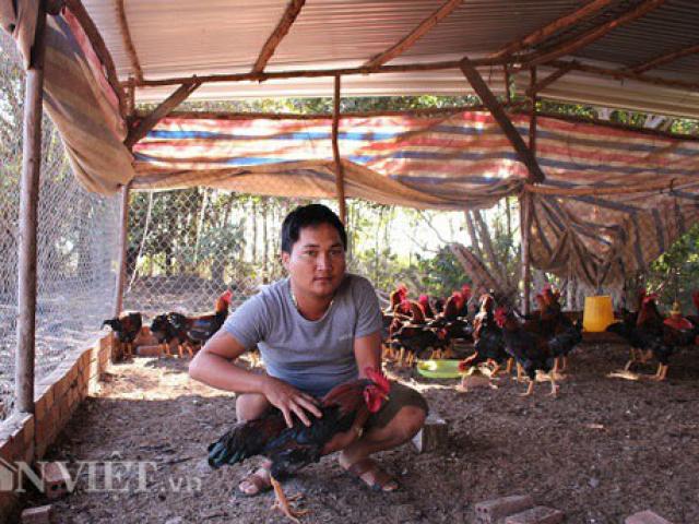 Thị trường - Tiêu dùng - Nuôi gà thả vườn, chàng trai Lâm Đồng lãi 40 triệu đồng mỗi tháng
