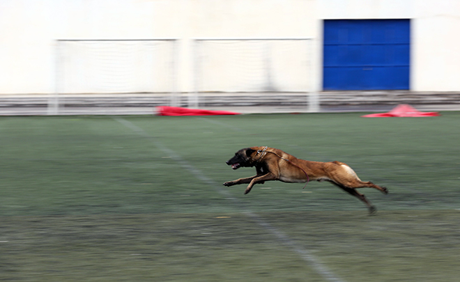 Ly kỳ thú chơi chó chăn cừu có giá đắt ngang ô tô của người Hà Nội - 2