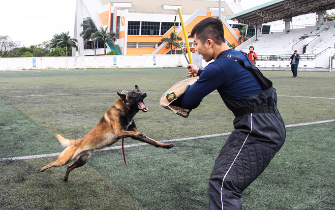 Tròn mắt xem chó chăn cừu giá siêu đắt tung chiêu hạ gục "đối thủ" - 9