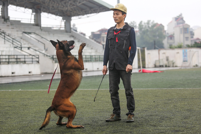 Tròn mắt xem chó chăn cừu giá siêu đắt tung chiêu hạ gục "đối thủ" - 7