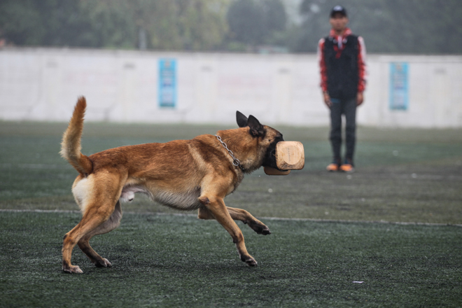 Tròn mắt xem chó chăn cừu giá siêu đắt tung chiêu hạ gục "đối thủ" - 5