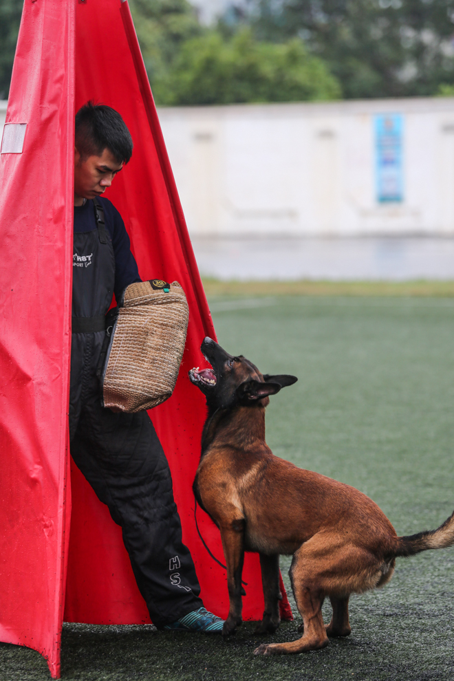 Tròn mắt xem chó chăn cừu giá siêu đắt tung chiêu hạ gục "đối thủ" - 8