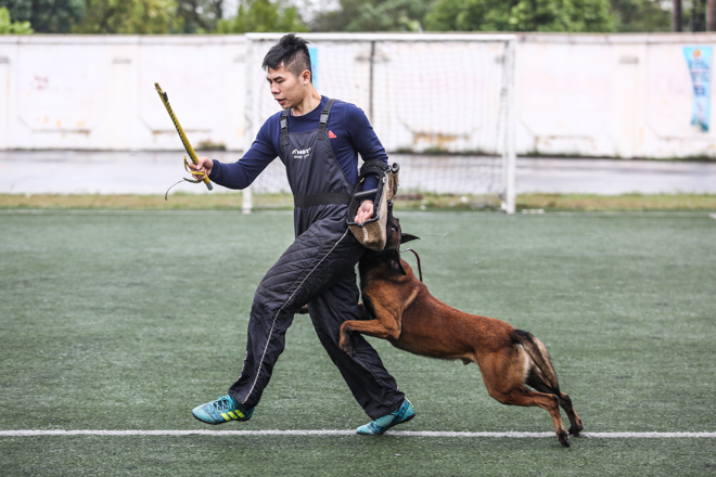 Tròn mắt xem chó chăn cừu giá siêu đắt tung chiêu hạ gục "đối thủ" - 11