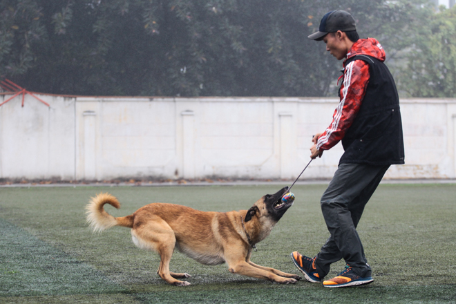 Tròn mắt xem chó chăn cừu giá siêu đắt tung chiêu hạ gục "đối thủ" - 13