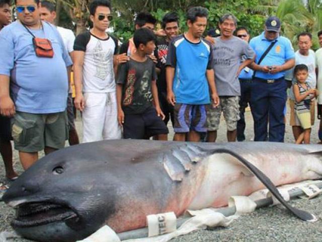 Cá mập khổng lồ dạt bờ, dân Philippines sợ “tận thế”