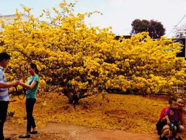Hàng ngàn lượt người chiêm ngưỡng cây mai 'khủng' ở Đồng Nai
