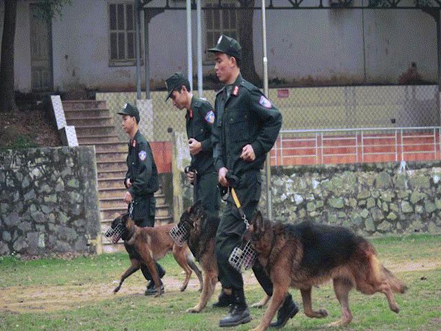 Xem cảnh sát chỉ huy chó nghiệp vụ luyện công trấn áp tội phạm