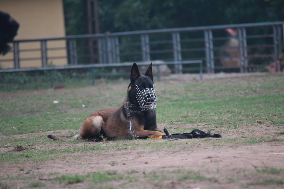 Xem cảnh sát chỉ huy chó nghiệp vụ luyện công trấn áp tội phạm - 4