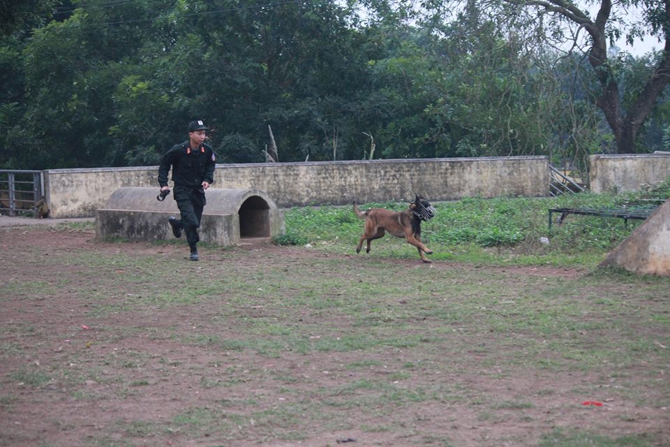 Xem cảnh sát chỉ huy chó nghiệp vụ luyện công trấn áp tội phạm - 7