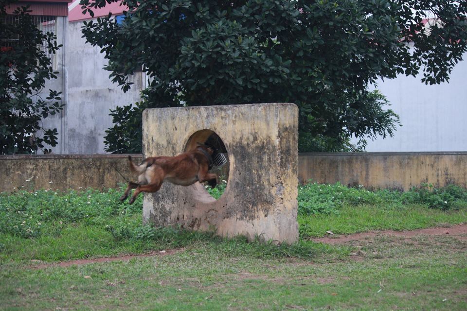 Xem cảnh sát chỉ huy chó nghiệp vụ luyện công trấn áp tội phạm - 8