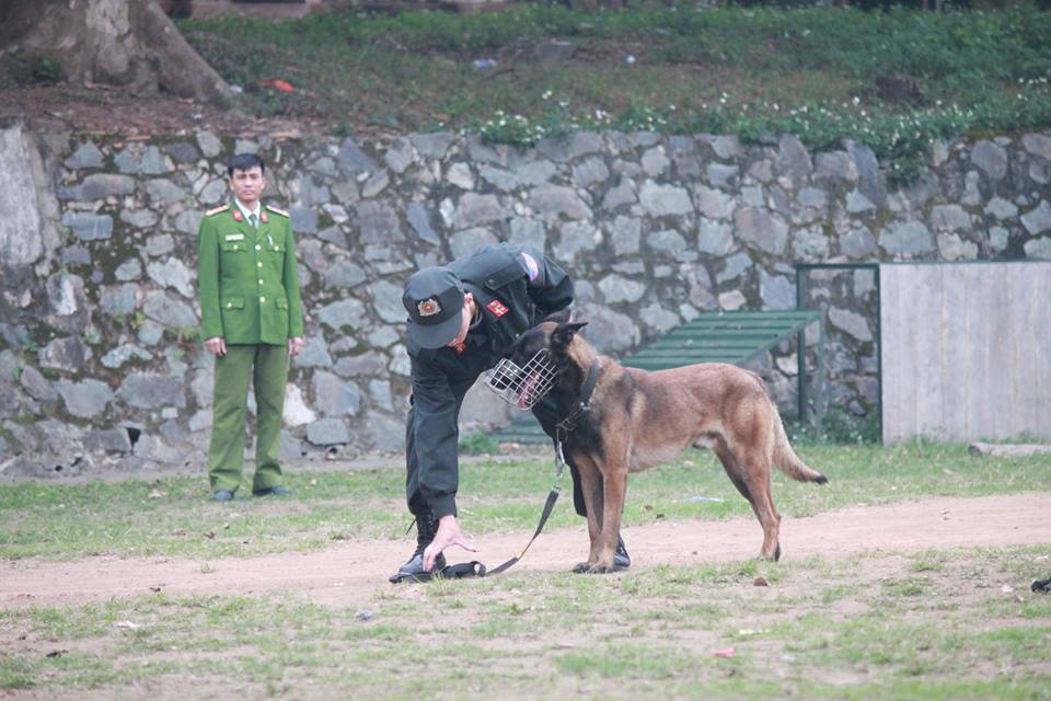 Xem cảnh sát chỉ huy chó nghiệp vụ luyện công trấn áp tội phạm - 5