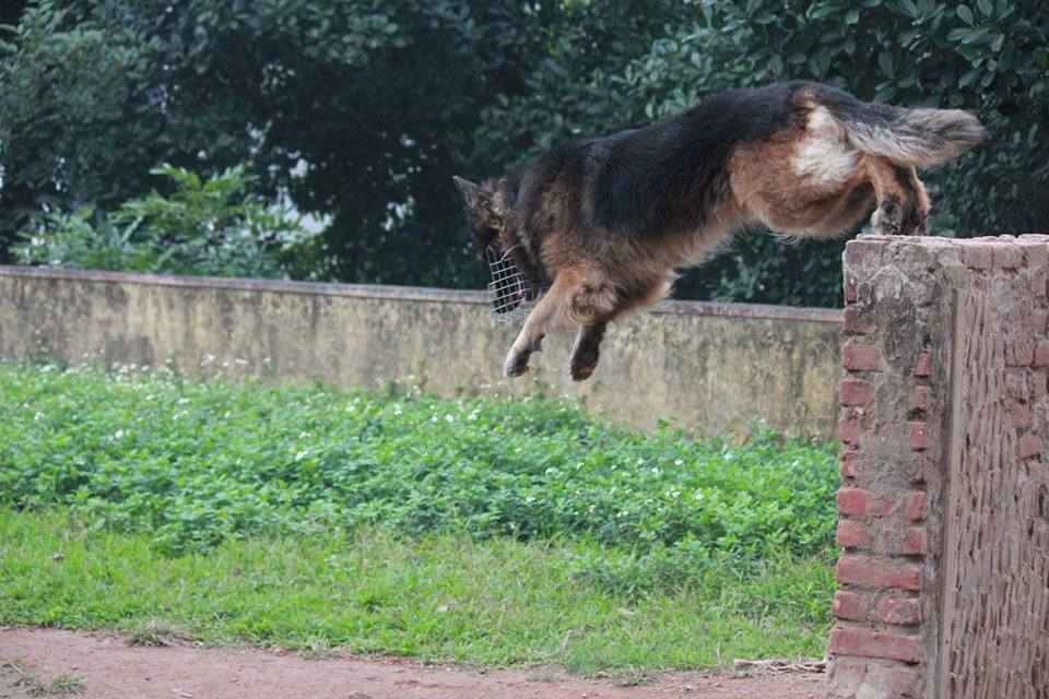 Xem cảnh sát chỉ huy chó nghiệp vụ luyện công trấn áp tội phạm - 10