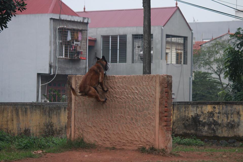 Xem cảnh sát chỉ huy chó nghiệp vụ luyện công trấn áp tội phạm - 9