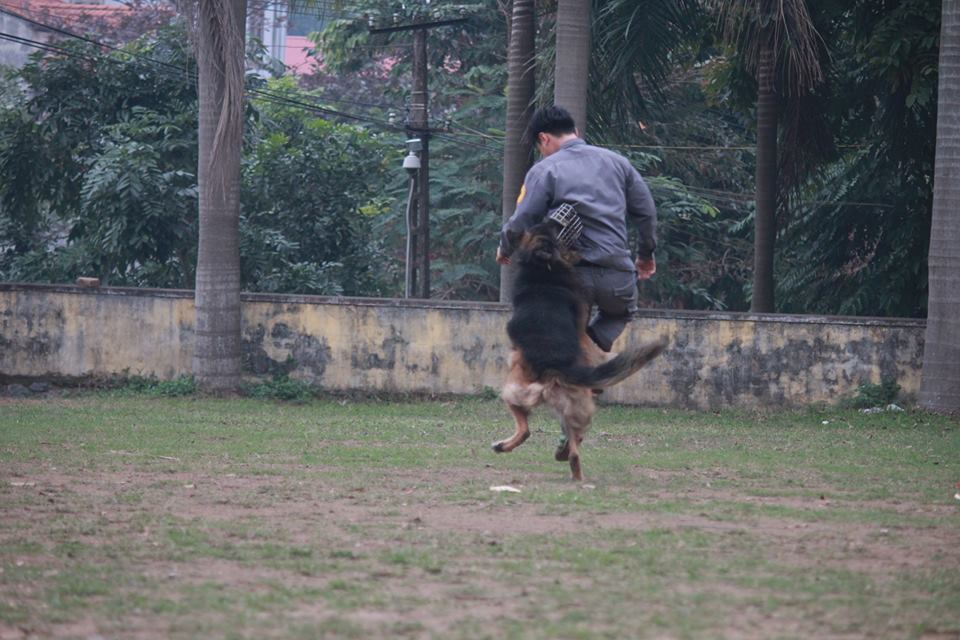 Xem cảnh sát chỉ huy chó nghiệp vụ luyện công trấn áp tội phạm - 11