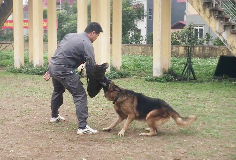 Xem cảnh sát chỉ huy chó nghiệp vụ luyện công trấn áp tội phạm - 13