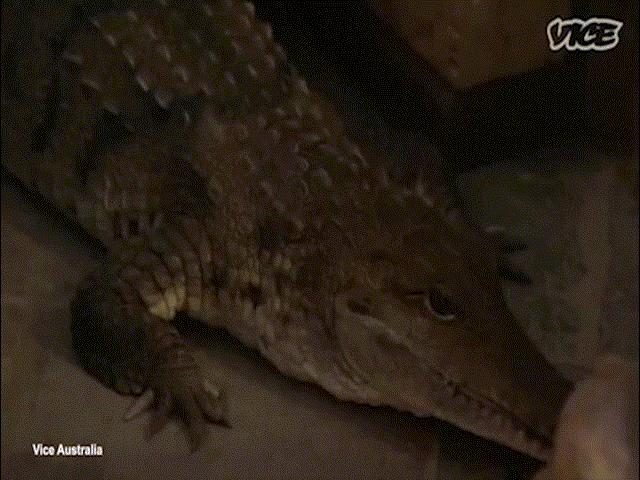 Phi thường - kỳ quặc - Nuôi nấng, ngủ cùng 5 cá sấu như con